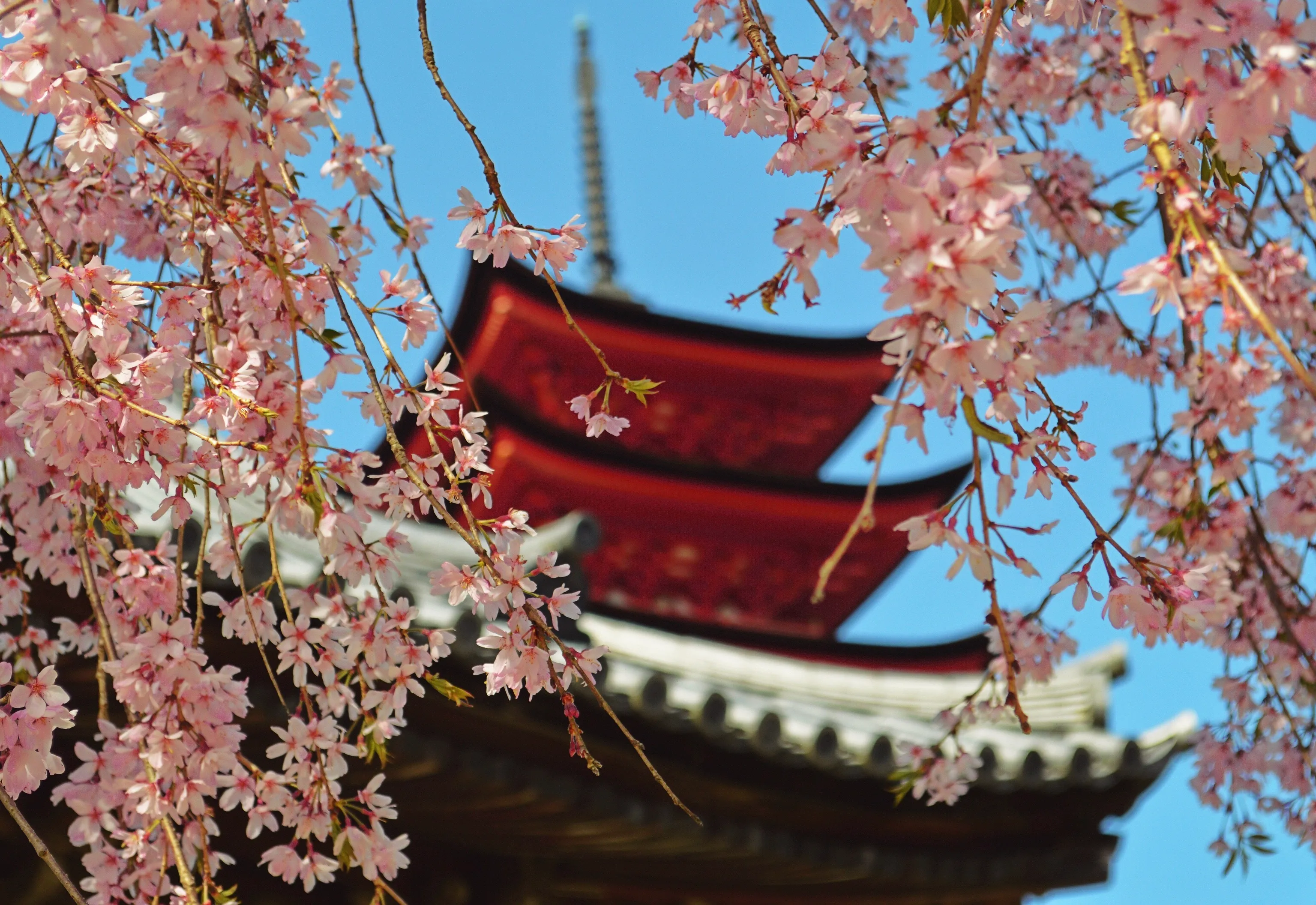 Japón Esencial — 13 días